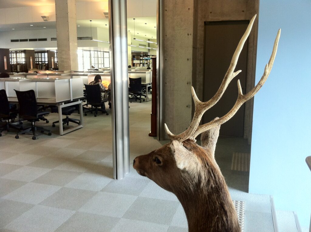 學校的圖書館裡有鹿⋯⋯的標本